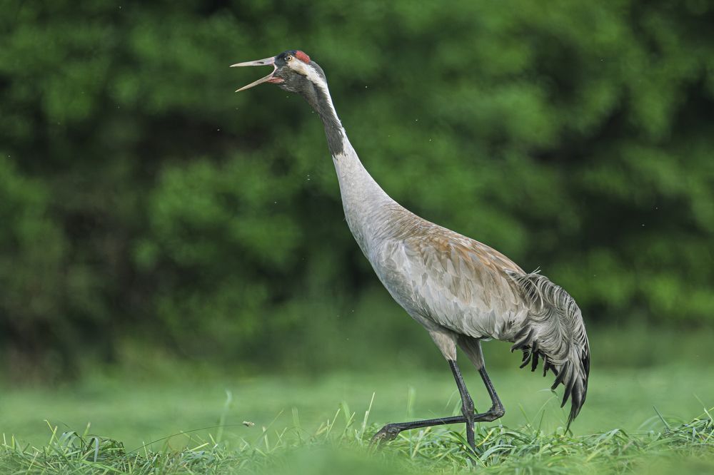 Крик птицы.