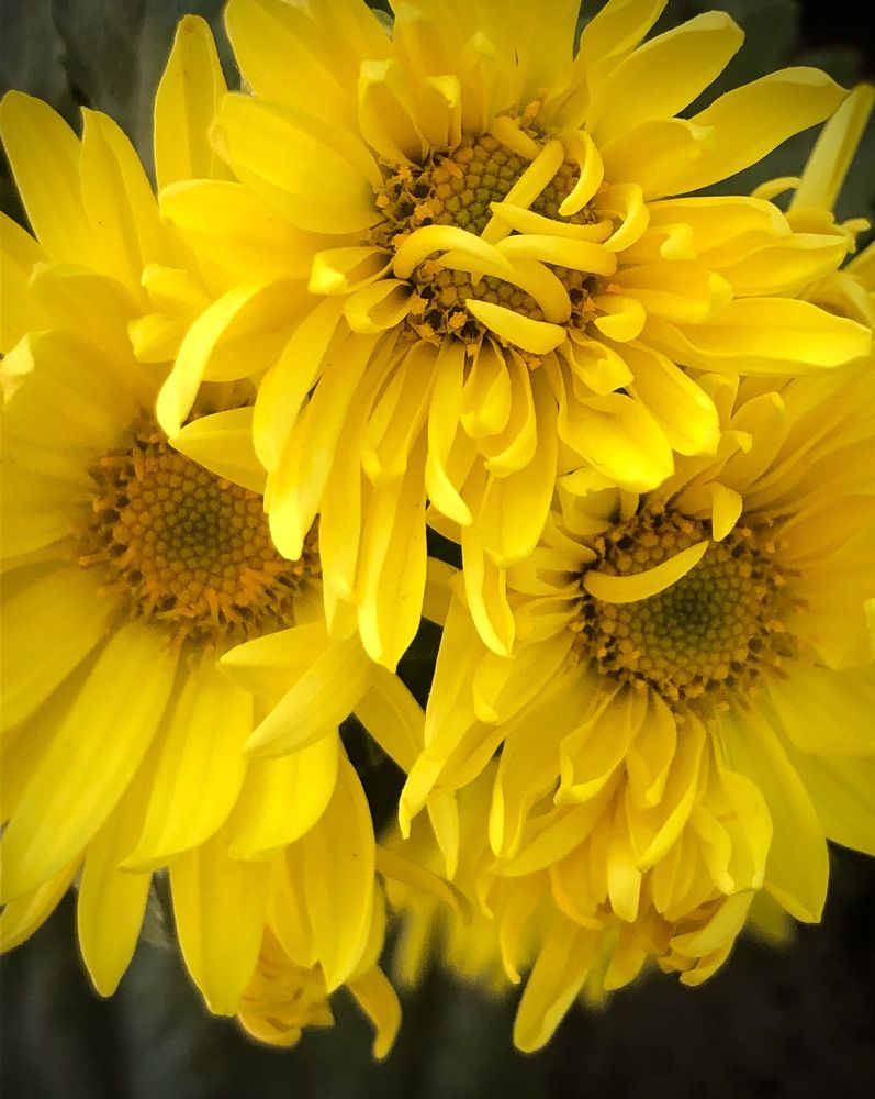 Photograph by Mozhgan Fotouhi