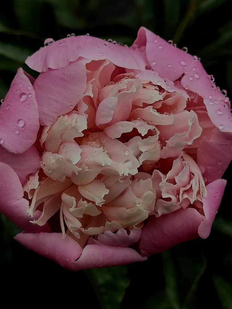 Photograph by Ирина Тихая