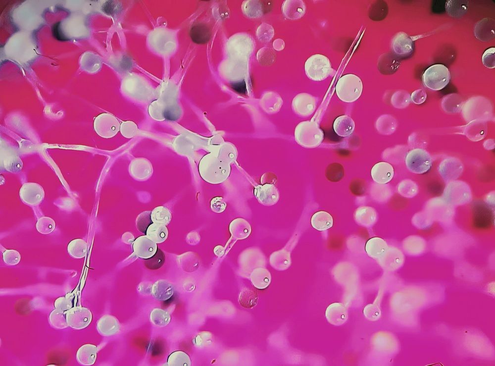 Плесень на помидоре