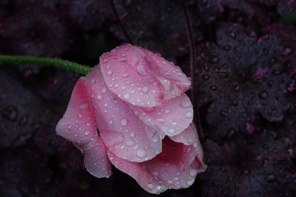 Photograph by jelena konickaja