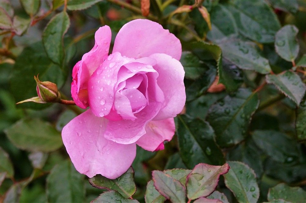 Photograph by jelena konickaja