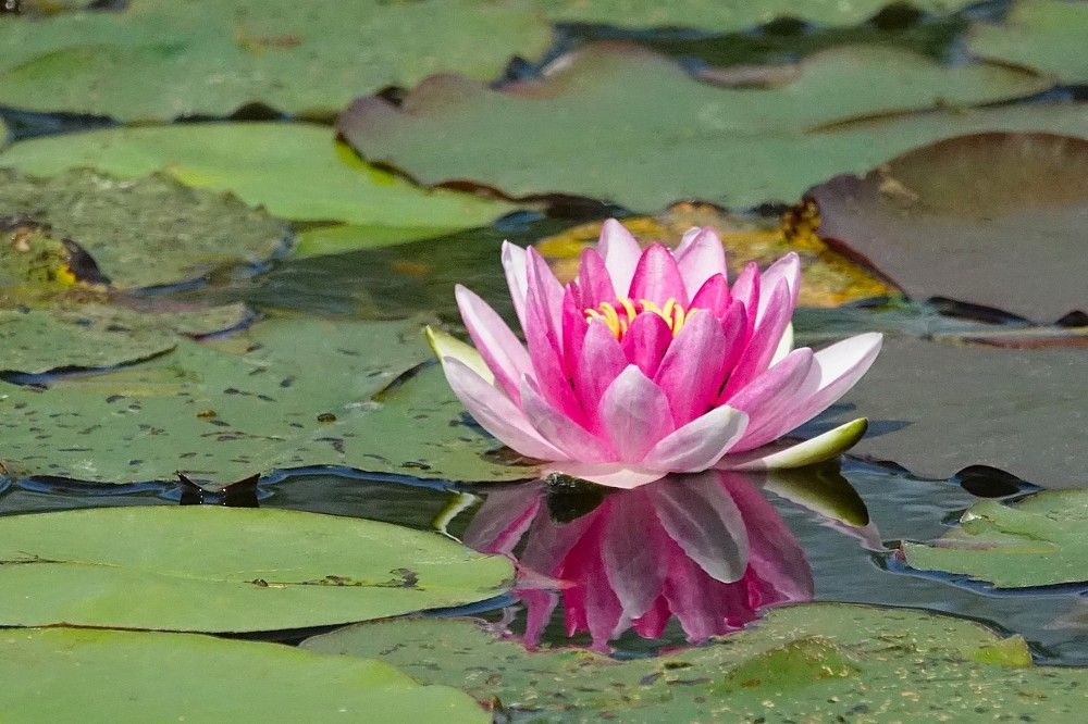 Photograph by jelena konickaja