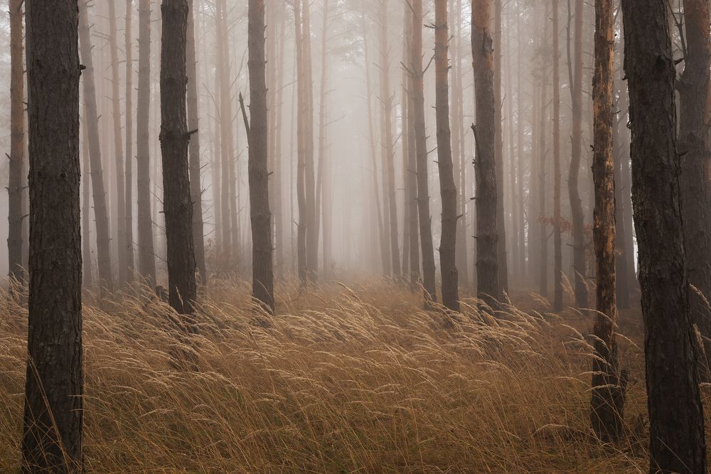 Photograph by Захаров Дмитрий