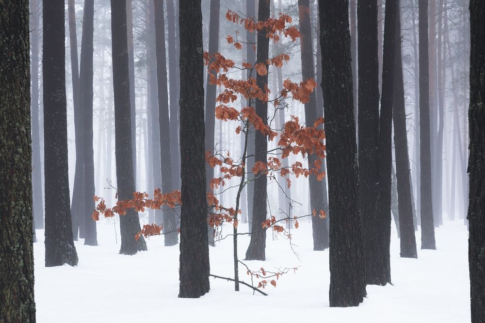 Photograph by Захаров Дмитрий