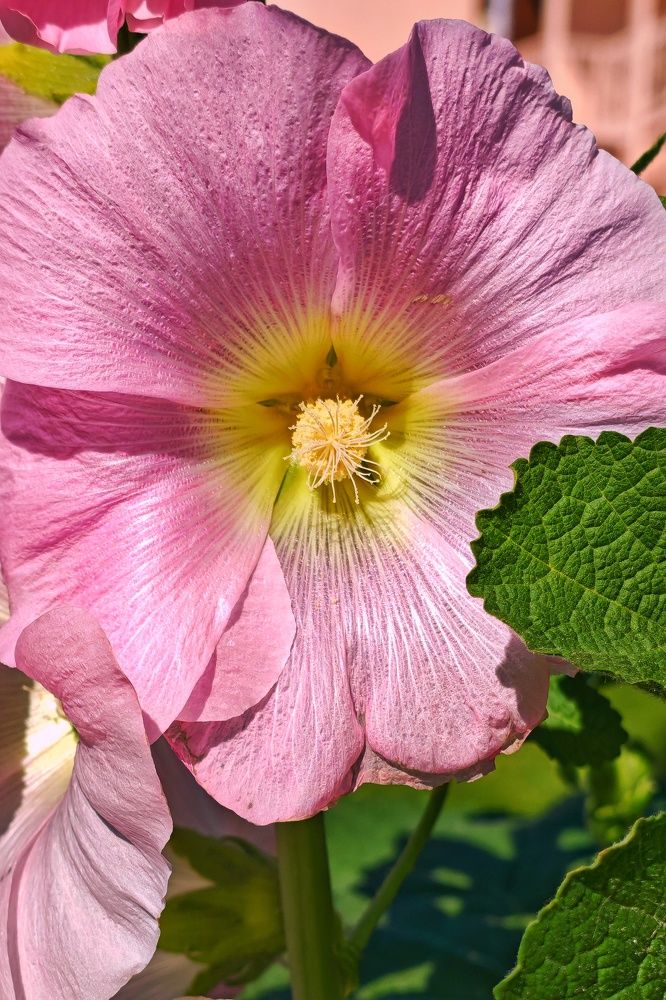 Photograph by Елена Белехова