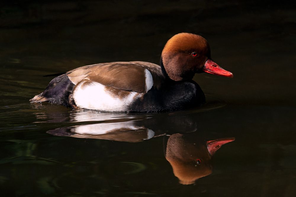 Фотография автора Faller Tamás