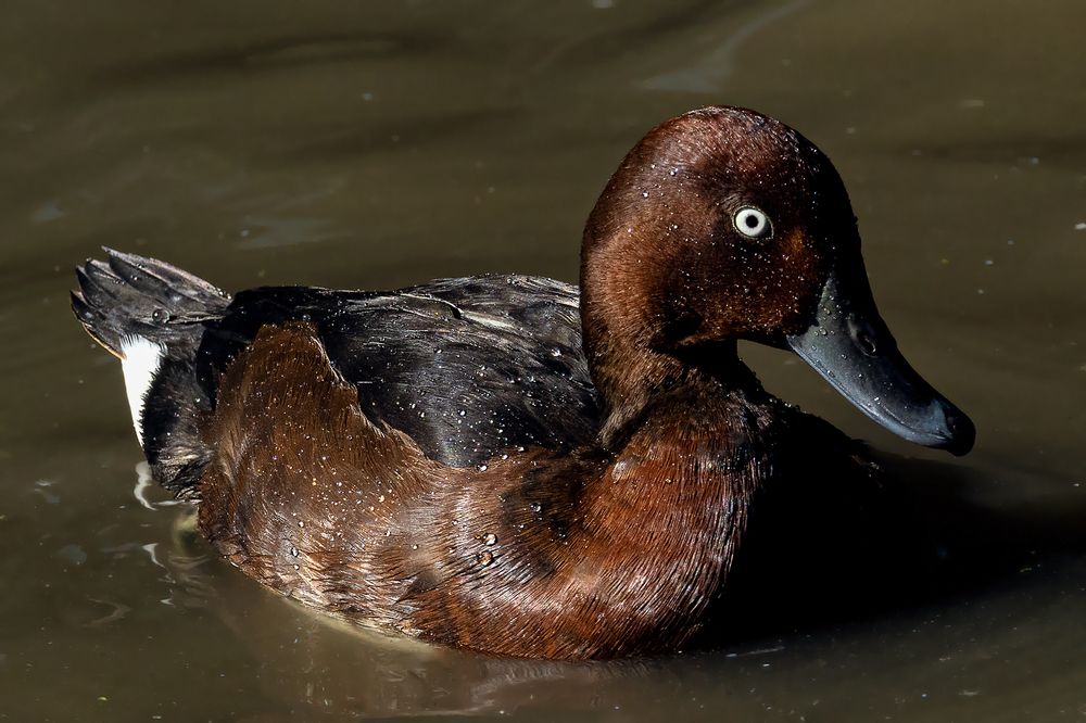 Фотография автора Faller Tamás