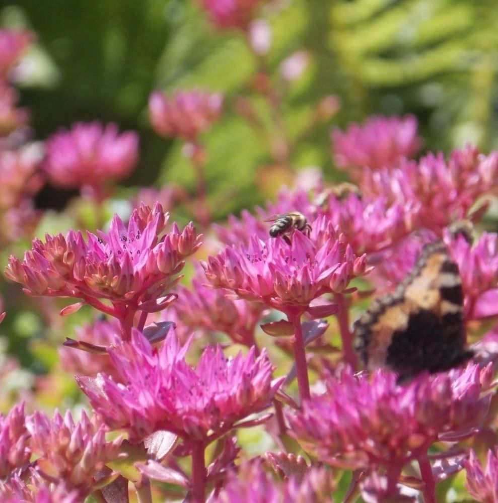 Фотография автора Антонина Клементьева