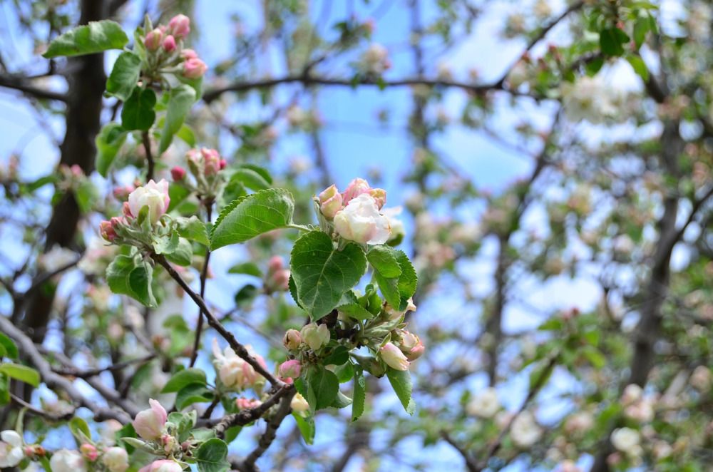 Фотография автора Антонина Клементьева