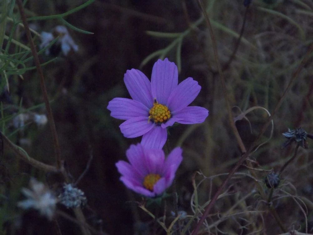 Фотография автора Антонина Клементьева