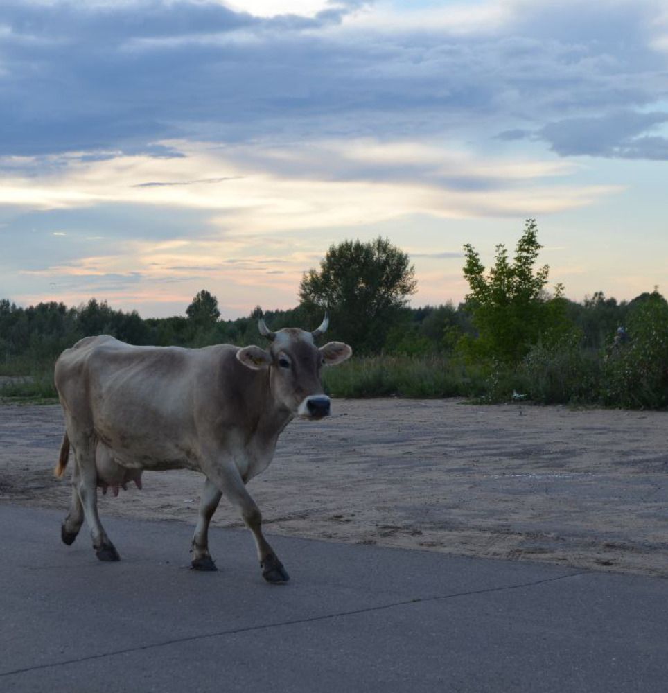 Фотография автора Антонина Клементьева