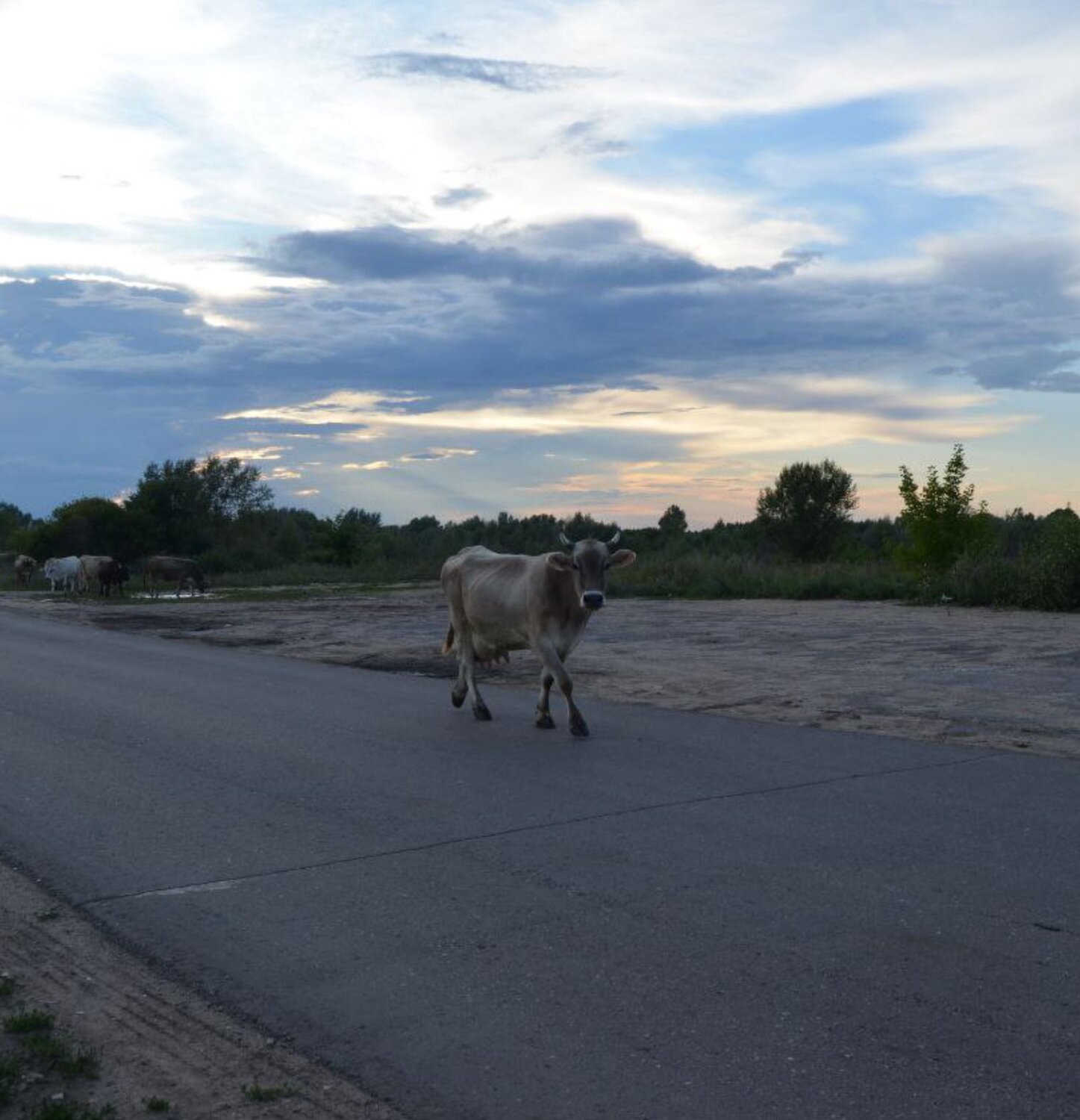 Photo #11446666