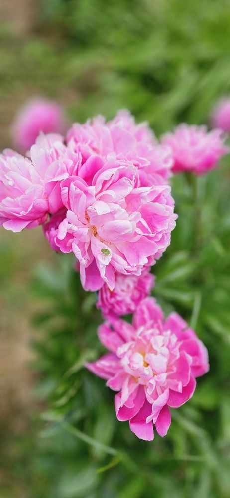 Photograph by Елена Коробейникова