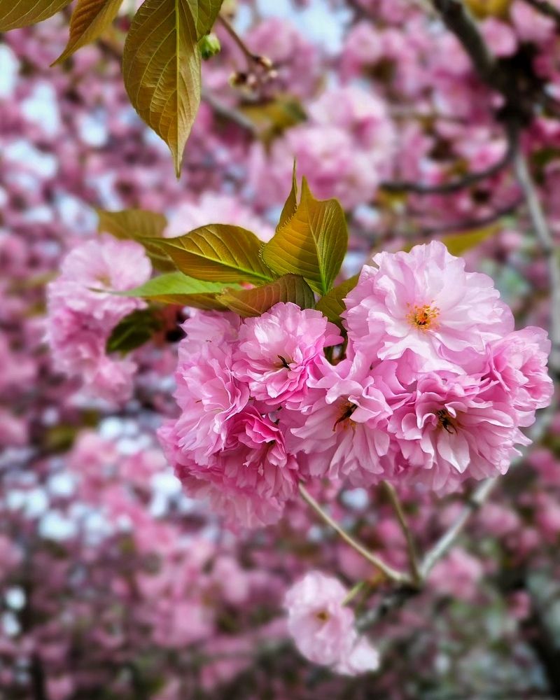 Фотография автора JELENA VASIC