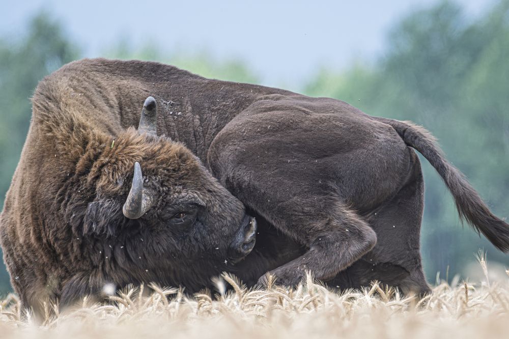 Битва с мухами.