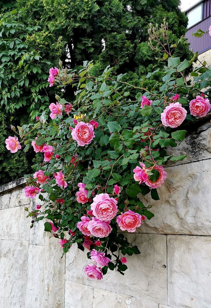 Фотография автора АЛЕКСАНДР ЦЫГЕЛЬНЮК