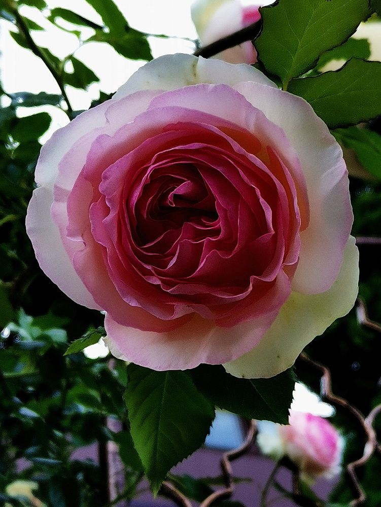 Фотография автора АЛЕКСАНДР ЦЫГЕЛЬНЮК