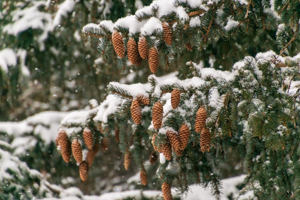 Photograph by Irina Luidinshina