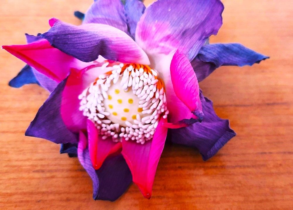 Photograph by Rajesh Sheth