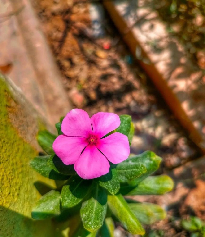 Photograph by Bhargav Pinapatruni