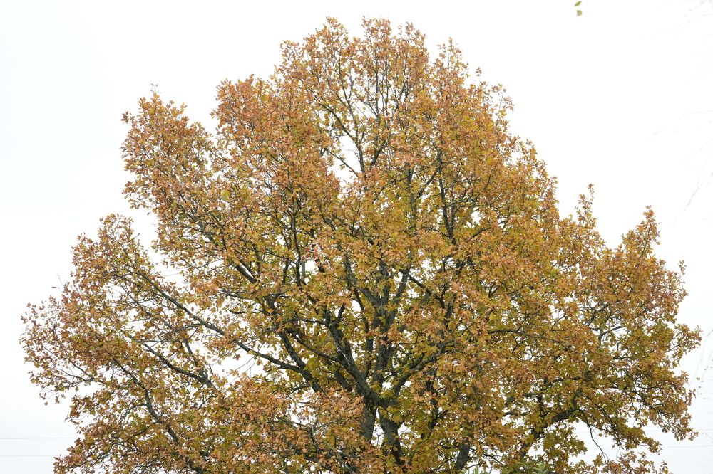 Photograph by Михаил Трусов