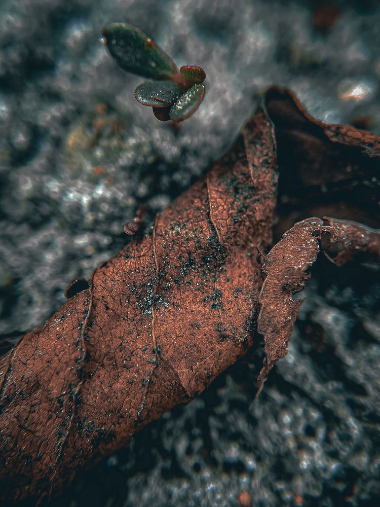 Photograph by Анна Пигулевская