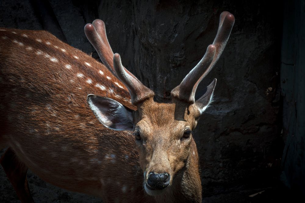 Фотография автора ChonTin NeCoTi