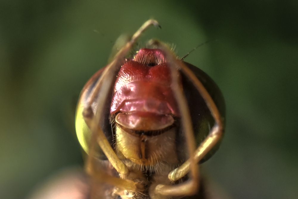 Photograph by Pujo Cahyono