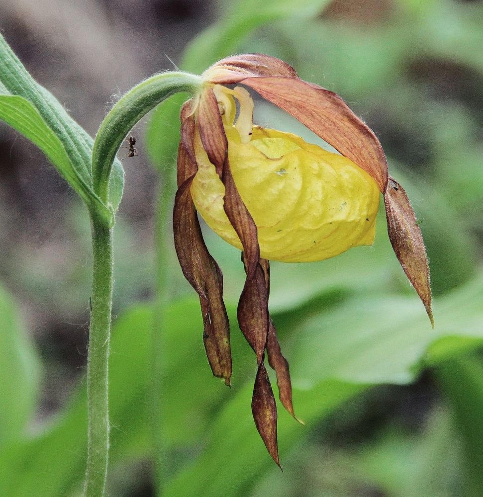 Муравьишко...