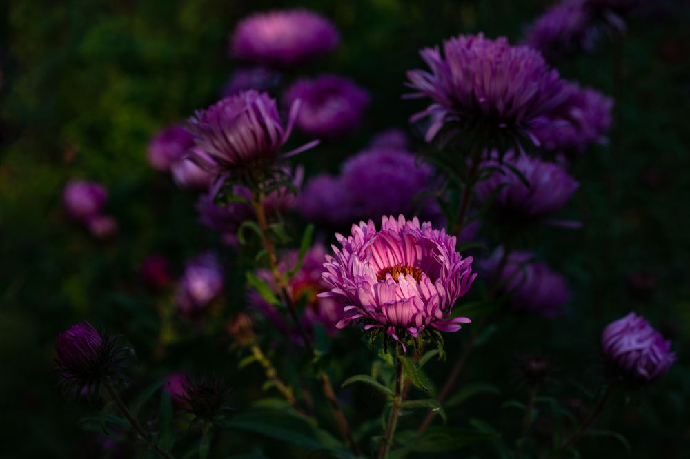 Фотография автора Ирина Гриценко