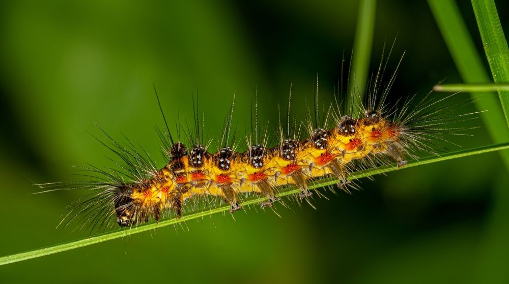 Photograph by mahadevan Arige