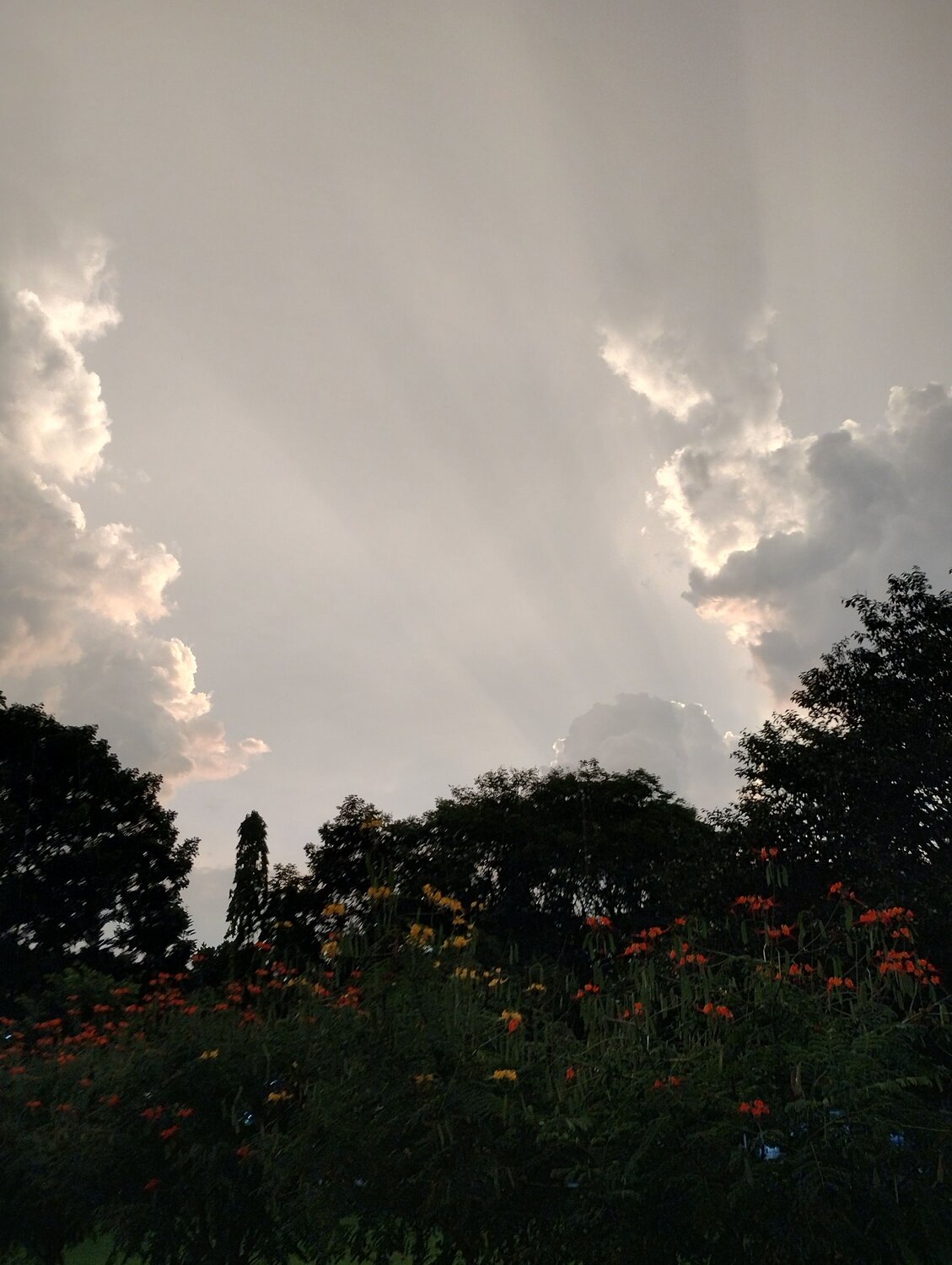Photo #11447437