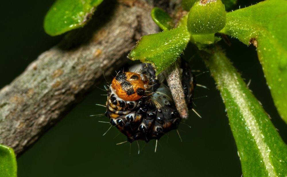 Photograph by mahadevan Arige