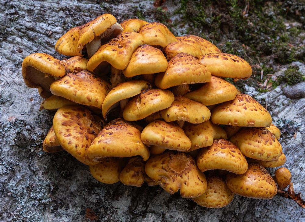 Photograph by Екатерина Крючкова