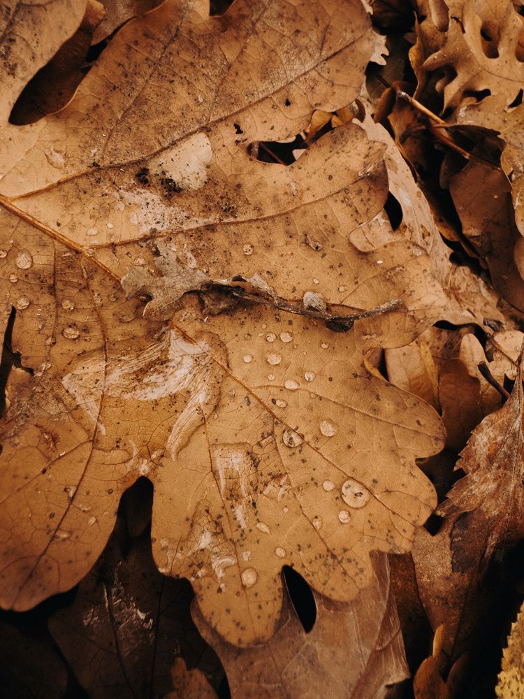 Photograph by Анна Голубцова