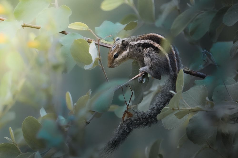 Whispers of the Canopy