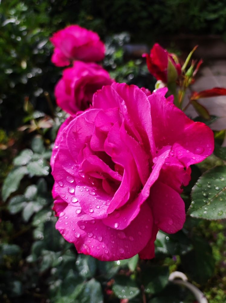 Фотография автора Рузинова Елена