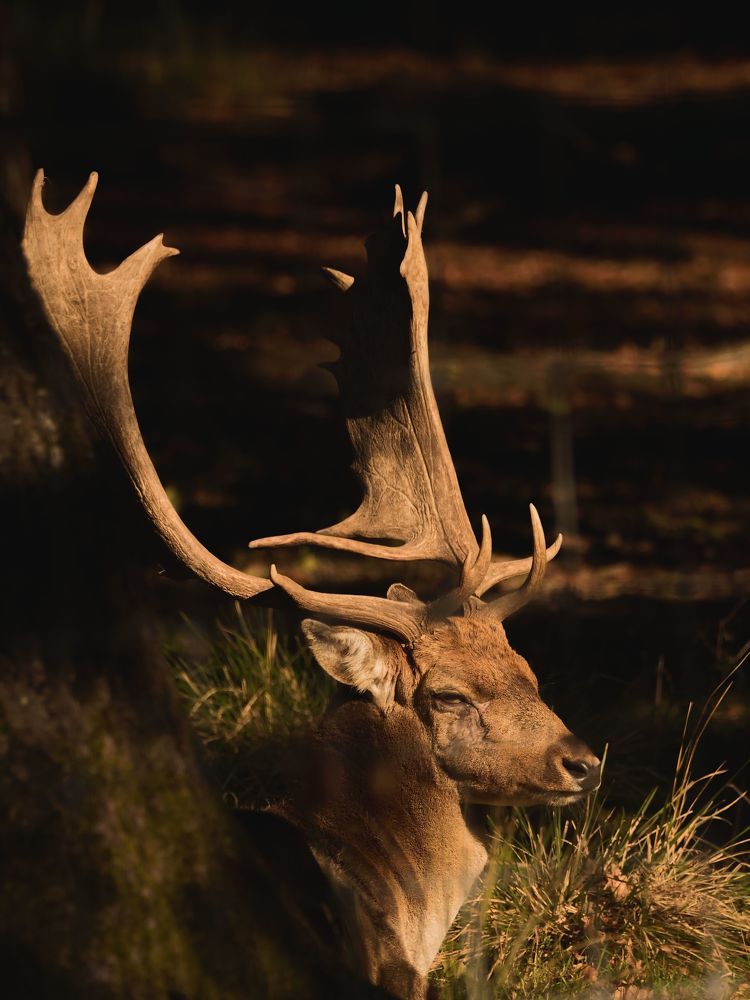 Фотография автора Jaroslav Hanzalík