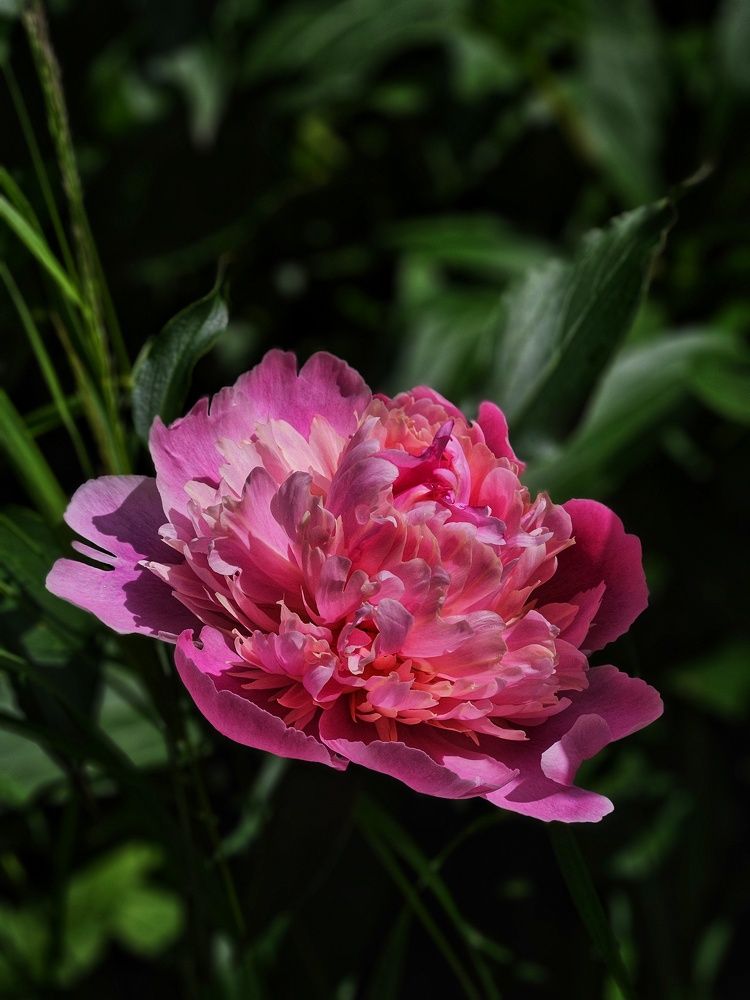 Photograph by Ирина Лучинская