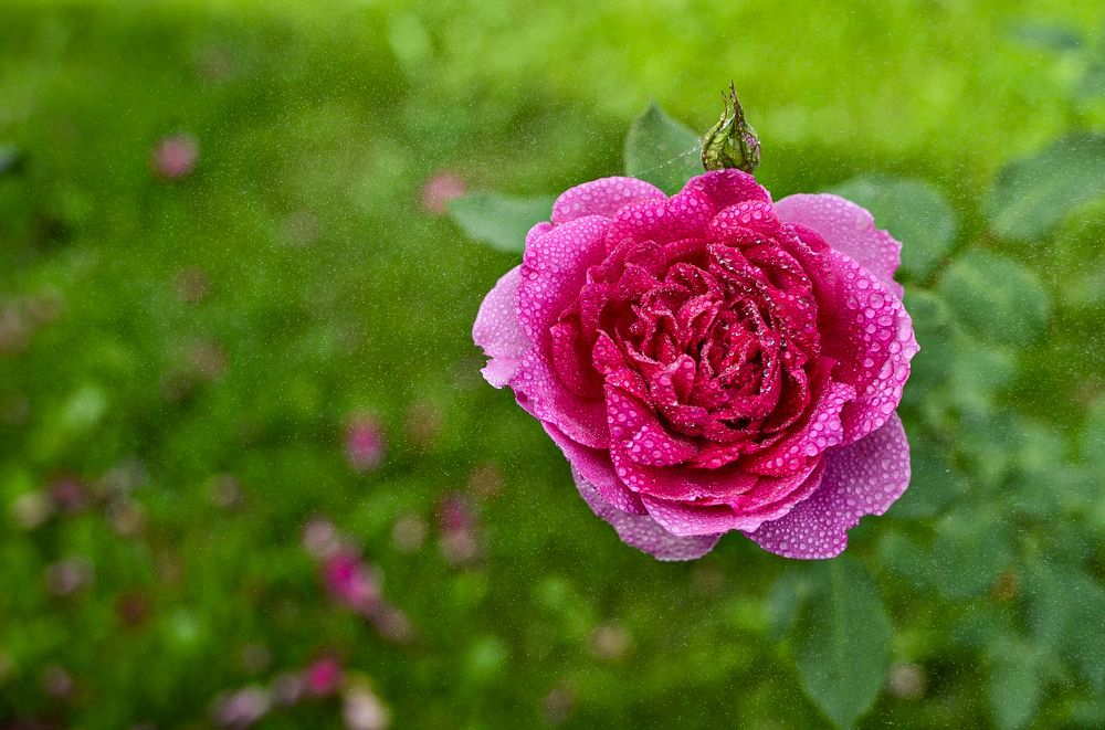 Photograph by Darina