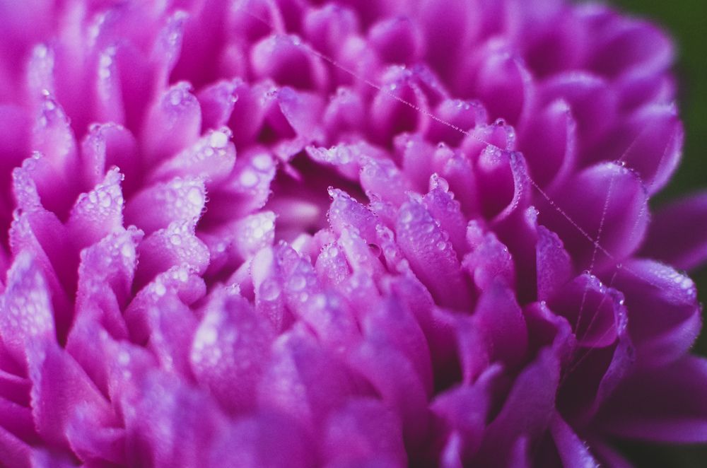 Photograph by Darina