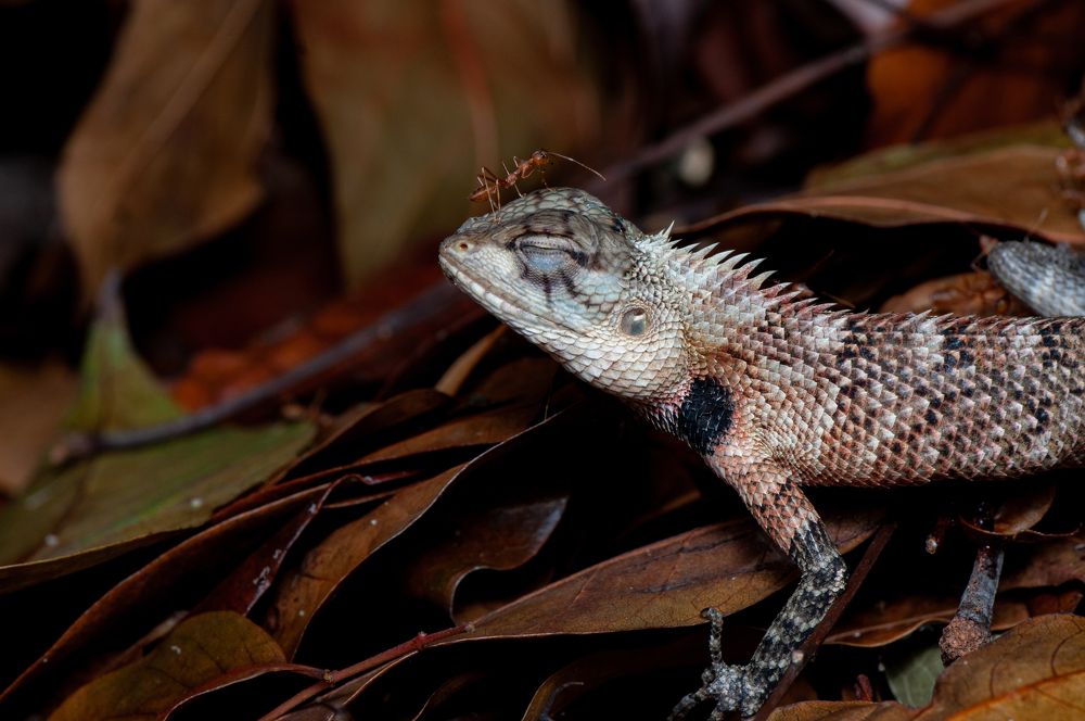Photograph by Chamara Sulakkhana Polwatta Siriyalage