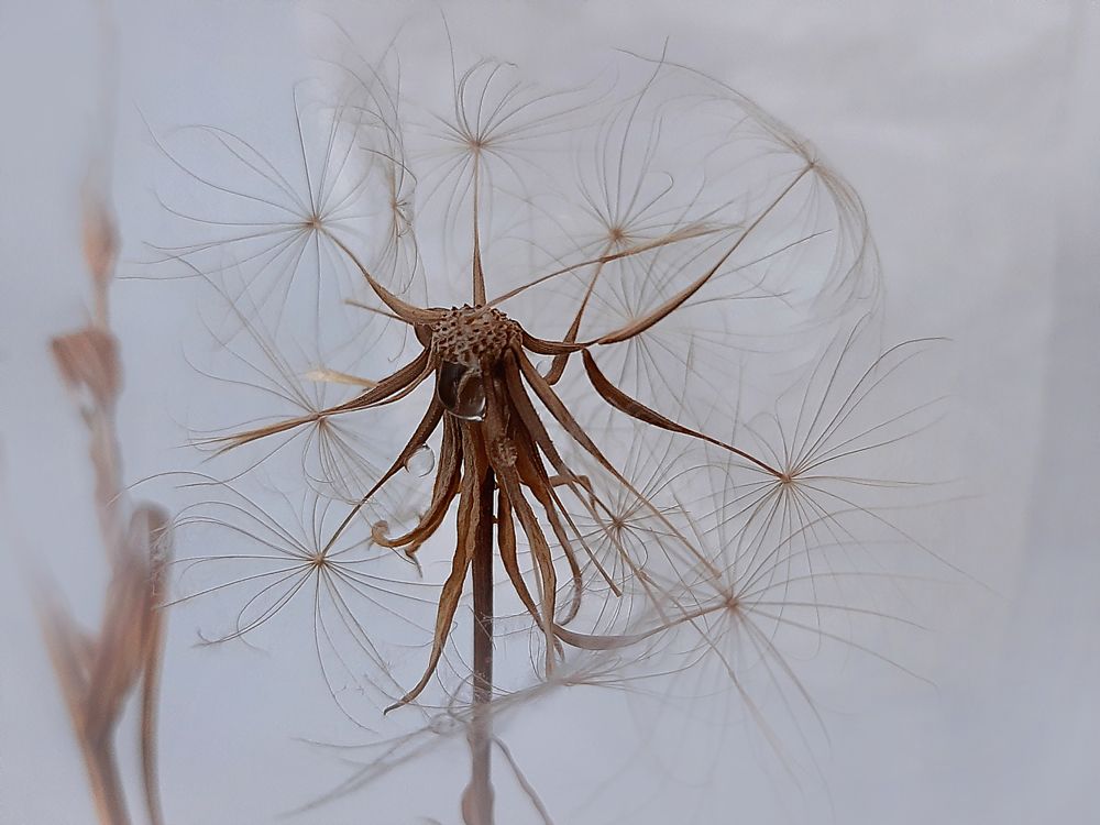 Козлобородник