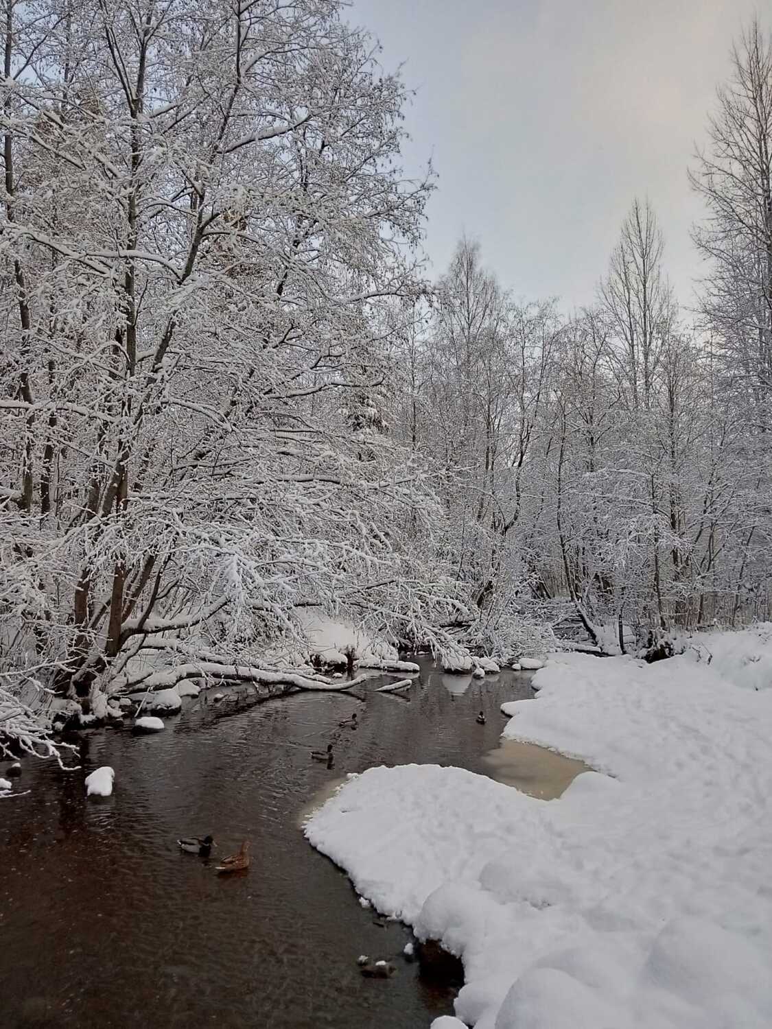 Photo #11448091