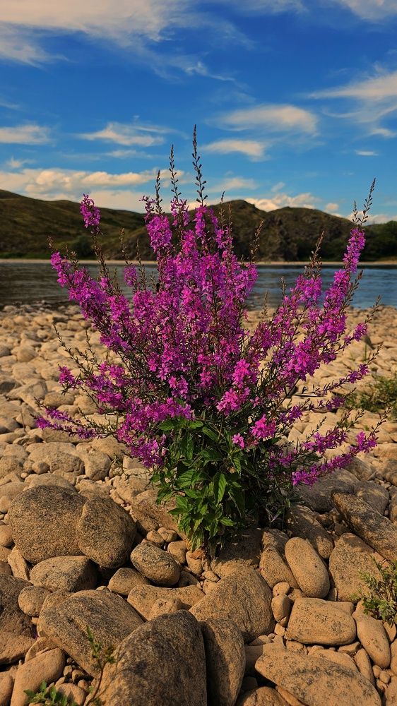 Photograph by Ольга Веселова