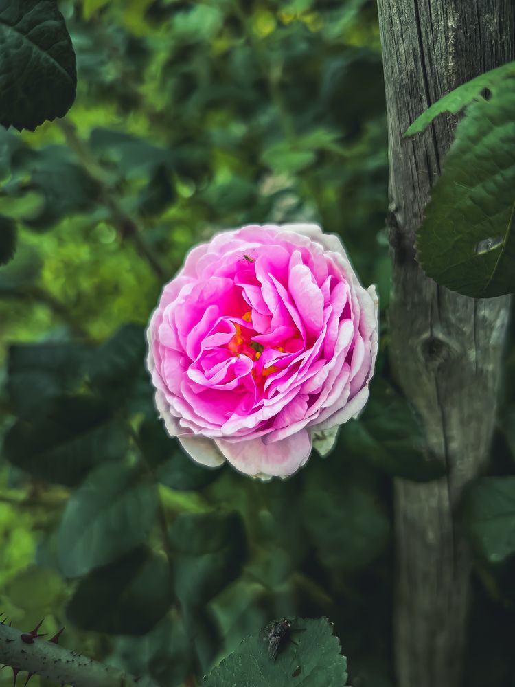 Photograph by Наташа Черепенина