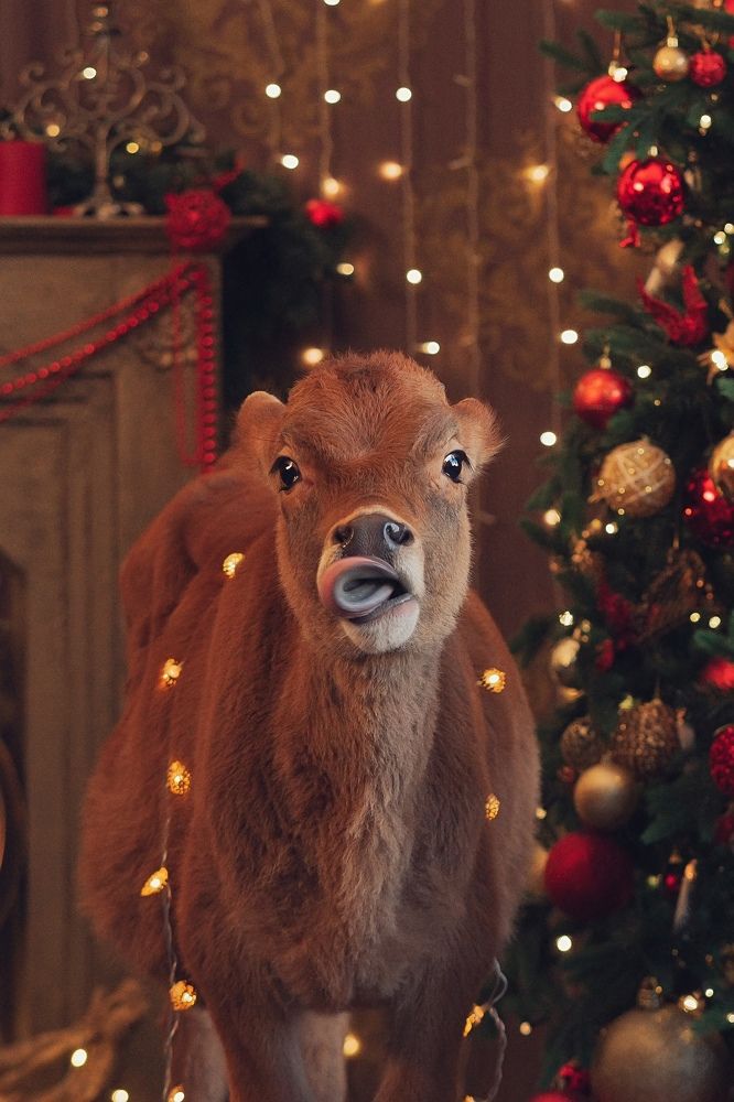 Photograph by Oxana Denina