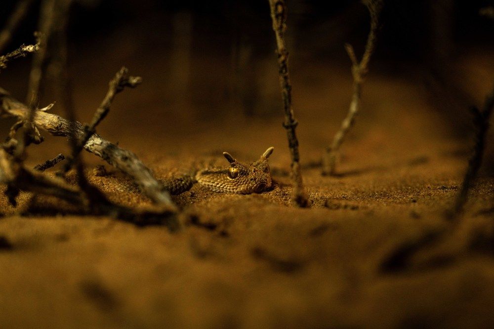 Arabian horned viper