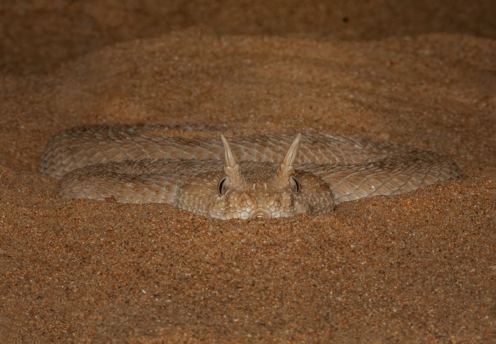 Arabian Horned Viper